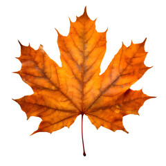  Isolated Maple leaf on white background