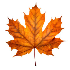 Obraz premium Isolated Maple leaf on white background