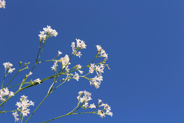 Gypsophila close-up against the blue sky