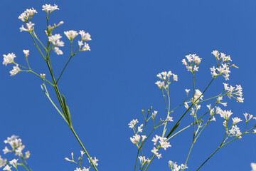 Gypsophila close-up against the blue sky
