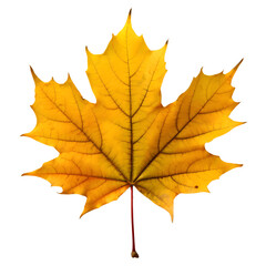  Isolated Maple leaf on white background