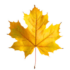 Obraz premium Isolated Maple leaf on white background