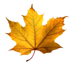 Obraz premium Isolated Maple leaf on white background