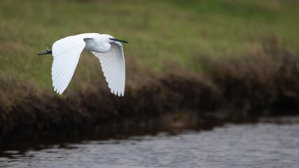 Egretta garzetta - Little Egret - Aigrette garzette