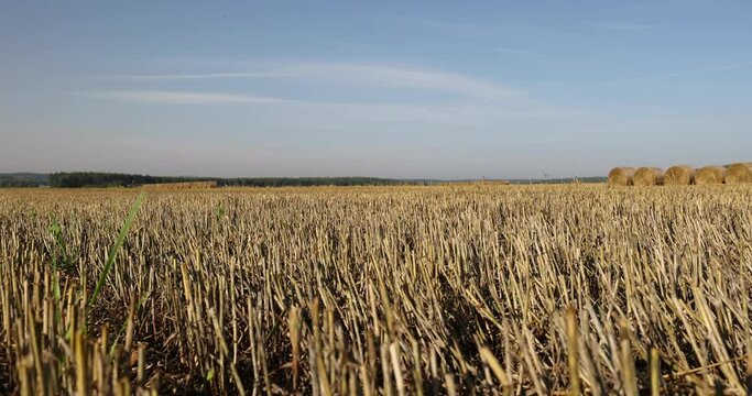 stacks of wheat straw in the field after harvest, packed for use and storage of wheat straw in summer