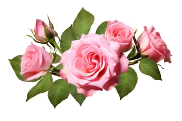 Pink rose flowers in a floral arrangement isolated on white or transparent background