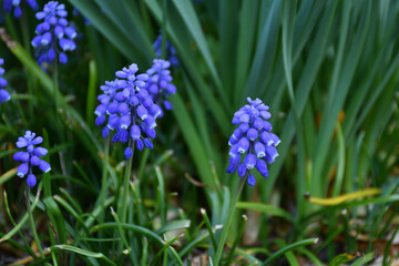 ムスカリの花
