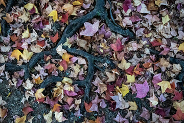 もみじの落ち葉