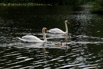 A view of a Mute Swan