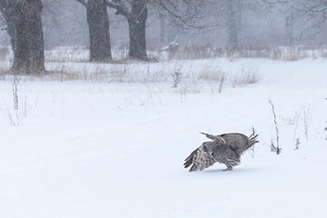 Great gray owl hunting a mouse on a winter day