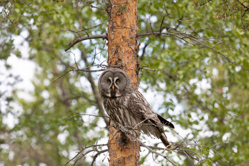 Great gray owl sitting on a tree branch on summer