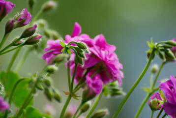Pretty violet geranium flower in the garden - 677141469