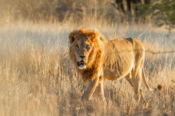 Kalahari lion.