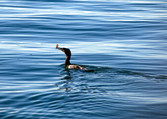 Sinking bird swimming in the sea water
