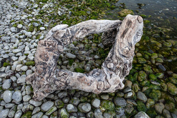 Old wooden Root at the Beach of Moen