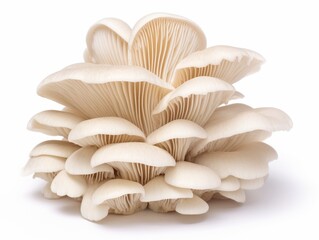 Oyster mushroom isolated on a white background - obrazy, fototapety, plakaty
