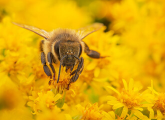 Portrait macro de face d'une abeille entrain de butiner des fleurs jaunes. 