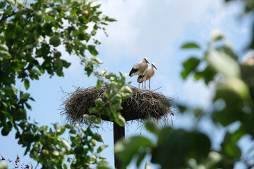 Spring: two storks in a nest in the Netherlands