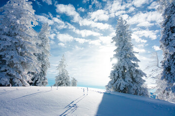 Schneebedeckte Bäume an einem sonnigen Wintertag