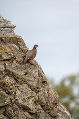 Alectoris rufa, Red-legged partridge, Perdrix rouge, IUCN=LC, B035_023_006