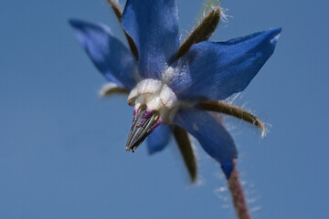 Borage blossom (Borago officinalis) against a cloudless sky
