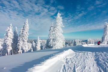 Schneebedeckte Bäume an einem sonnigen Wintertag