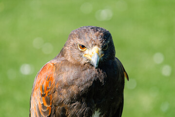 Harris Hawk in captivity showing head, eyes and beak.