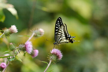 野アザミの花から吸蜜するナミアゲハ蝶（自然光・マクロレンズ接写）