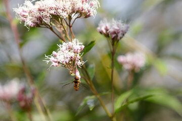 フジバカマの花から吸蜜するホソヒラタアブ（自然光＆ストロボ・マクロレンズ接写）