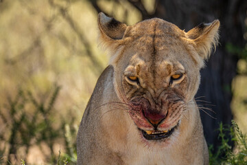 Blood lions of the Kalahari