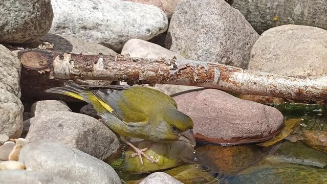 Male bird - green bird (chloris chloris), drinks water in a forest pond in summer.