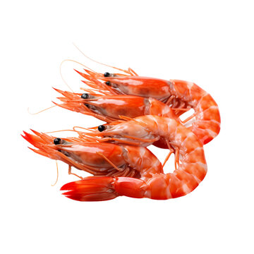 Shrimp on transparent background
