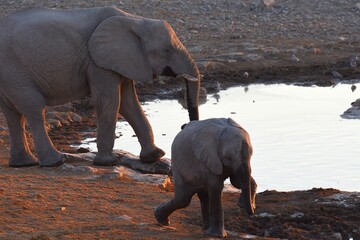 Elefant mit Jungtier am Wasserloch von Halali im Etoscha Nationalpark in Namibia.