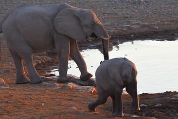 Elefant mit Jungtier am Wasserloch von Halali im Etoscha Nationalpark in Namibia.
