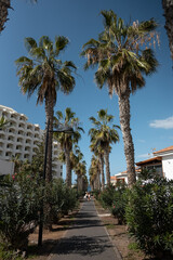 Fototapeta na wymiar beautiful alley with palm tree at Playa De Las Americas, Tenerife