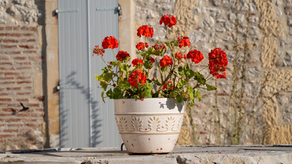 flowers in a vase