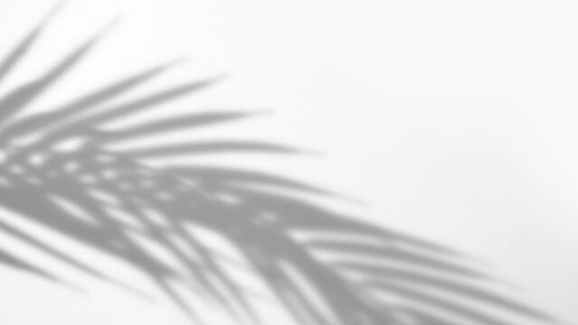 Blurry tropical background made with palm leaves tree branch shadow falling on white wall, swaying in the sea breeze. Minimal scene with summer tune.