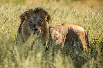 Male lion in the Kalahari.