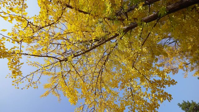 vertical clip. This image captures the breathtaking view of golden-yellow leaves adorning the trees during autumn at Nami Island in Korea under a clear blue sky.