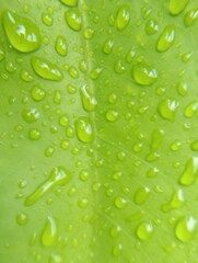 water drops on green leaf