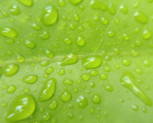 water drops on green leaf