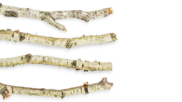 Set/set. Birch branch of a curved beautiful shape. On an empty background. PNG