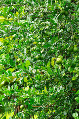 Kaffir lime fruit on the tree,kaffir lime or makrut or bergamot fruit on tree (Citrus hystrix) in outdoor garden, economy plants harvesting production for essential oil and ingredients local food cook