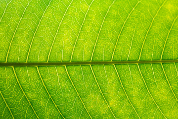 Green leaf macro detail pattern,Green leaf background texture, macro photography,Abstract closeup...