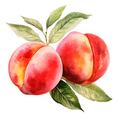 Peach, Fruits, Watercolor illustrations