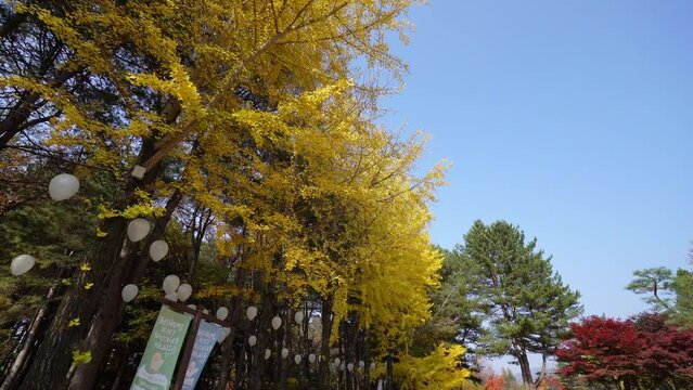 Golden leaves adorn trees, contrasting the green pines; white lanterns hang, adding mystique; clear skies paint a serene backdrop at Nami Island, encapsulating autumn’s tranquil beauty.