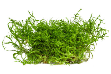Forest moss on an empty background. PNG