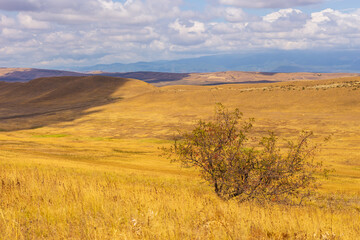 Landscape of the Georgian steppe Udabno in Georgia. Yellow-gold grass, wilde land and blue sky. Endless fields. Mountain in the background.