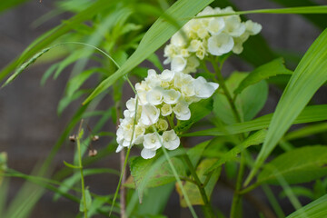 梅雨時期に咲き始めたアジサイの花