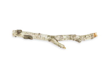 Birch branch of a curved beautiful shape. On an empty background. PNG